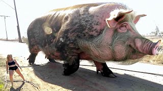 What Happens to Domestic Pigs in the Wild Shocked Everyone [upl. by Asilahs64]