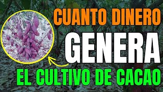 Cuanto DINERO se GANA en 1 Hectárea de CACAO ✅ ¿Es rentable PRODUCIR CACAO [upl. by Eey]