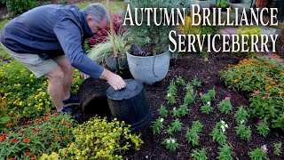 Autumn Brilliance Serviceberry  Four Season Native Tree [upl. by Nonnag]