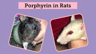 All About Porphyrin in Rats aka quotWhy are my rats eyesnose bleedingquot [upl. by Allekim995]