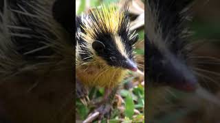 Discover the Fascinating World of Tenrecs Unusual Facts and Behaviors [upl. by Nilyarg]