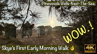 Skye’s First Early Morning Walk  Pinewoods  WellsNextTheSea wellsnextthesea pinewoods skye [upl. by Ahsercal]