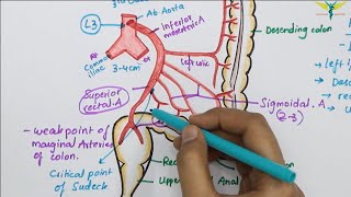 Inferior Mesenteric ArteryIMA  Abdominal Aorta Branch  Hindgut Blood Supply [upl. by Merola499]