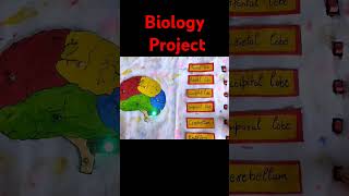 3d Project Idea  Human BrainWorking modal of Human brain [upl. by Lienaj982]