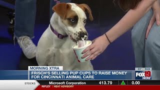 Frischs Selling Pup Cups to Support Cincinnati Animal Care [upl. by Ynamrej]