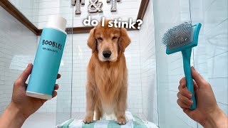 How I Groom My Golden Retriever ASMR [upl. by Bridget]