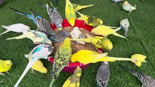 Most Hungry Budgies  Fighting For Feed  Hilarious Activities In Aviary [upl. by Iaj675]