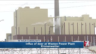 Wisconsin Public Service helping to relocate deer grazing for food inside Weston Power Plant [upl. by Yawnoc]