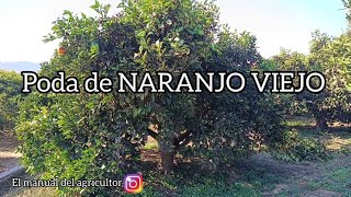 Poda de NARANJO VIEJO 🍊 [upl. by Midis]