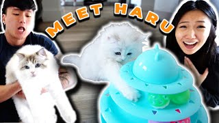 WE GOT A KITTY  Andy and Michelle Vlog [upl. by Fernandina]