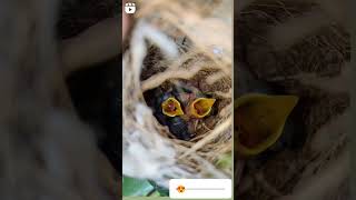 Nestlings birdsmotherlove baby chicks nest viralvideo like share [upl. by Hatnamas]