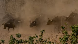 Buffalo Herd Thundering Into Chitake Springs [upl. by Isacco]