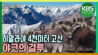 히말라야 4천미터 고산에서 벌어지는 야크의 결투 공사창립특집 KBS 대기획 235 4부 – 호흡은 깊게 고산  KBS 20200326 방송 [upl. by Sitnalta]