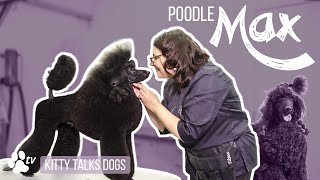 Kitty Talks Dogs grooming Max the Poodle  TRANSGROOM [upl. by Hittel]