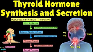 Mechanisms of Thyroid Hormone Synthesis and Secretion [upl. by Drislane]