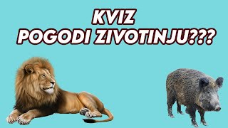 KVIZ ZA DECU  KOLIKO ZNAS O ZIVOTINJAMA [upl. by Davies509]