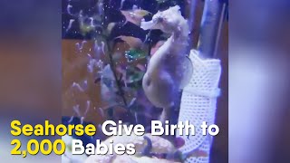 Seahorse Give Birth to 2000 Babies [upl. by Llemmart]