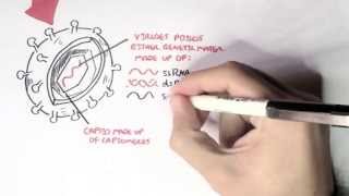 Microbiology  Viruses Structure Types and Bacteriophage Replication [upl. by Htabmas]