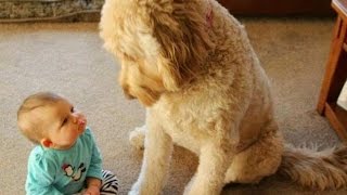 FUN CHALLENGE Try NOT to laugh  Funny amp cute dogs and kids [upl. by Ranilopa]