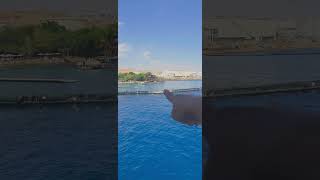 exploring eilat 2 hours boating travel travelvlog shortsyoutube travel shorts [upl. by Elrod]