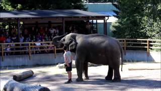 Elefant Show  Kolmården [upl. by Laon]