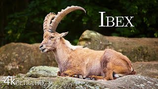 Mountain Majesty The Life of the Ibex  Wild Safari AaronsAnimals NinjaFish891 [upl. by Nerra]