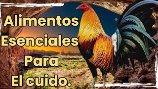 5 alimentos esenciales para la cuida de tus gallos elpoderdelpollo2342 [upl. by Amian753]