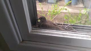 mourning dove nesting again [upl. by Marline]