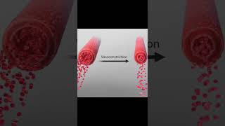 Vasoconstriction and vasodilation of veins nursing science vessel anatomy [upl. by Akirehc226]