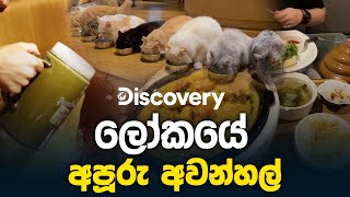 ලෝකයේ අපූරු අවන්හල්  Discovery  PEOTV [upl. by Lorita759]