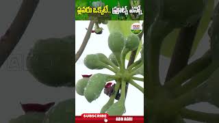 ఒక్క పువ్వుకి అన్ని పండ్లు కాస్తాయా l One Flower Bear ManyFruits  ABN Agri shorts [upl. by Cynera781]