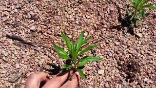 How to Identify Horseweed [upl. by Yllen833]