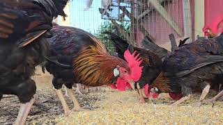 Brown Leghorn chickens [upl. by Fricke]