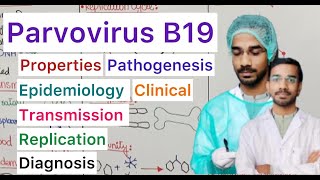 Parvovirus B19  Transmission  Epidemiology  Replication  Pathogenesis  Clinical  Treatment [upl. by Heather]