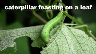 caterpillar feasting on a leaf [upl. by Rivkah]