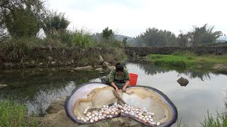 There are many pearl mussels growing in the water pool in the wild the pearls are so beautiful [upl. by Atauqal11]