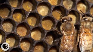 Honey Bees Make Honey  and Bread  Deep Look [upl. by Ahtamat]