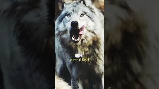 predatory wolf attacks  wolf attacks dog  wolfattacks wolffight shorts viralshort trendingsho [upl. by Dera]