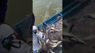 Pesca de lizas con Chinchorro en la Bahía del Tobari 👌🏻🐟✔️ [upl. by Castle]