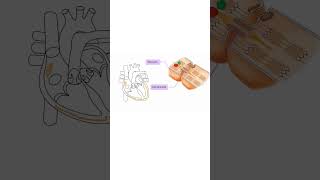 GAP JUNCTIONS HOW THE HEART SENDS ELECTRICITY heart cardiac biology cardiovascular [upl. by Akinimod]