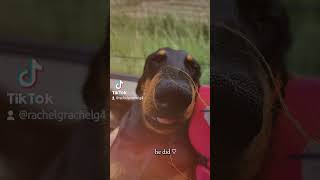 ❤️❤️ teckel puppy dackel funny dachsund pets dog [upl. by Martz]