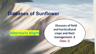 Diseases of Sunflower🌻 Alternaria Blight Plant Pathology Hindi Explanation [upl. by Akila984]