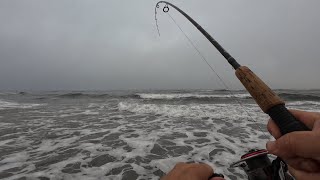 Caught My First Striped Bass of 2024 surffishing montereybay [upl. by Dermott]