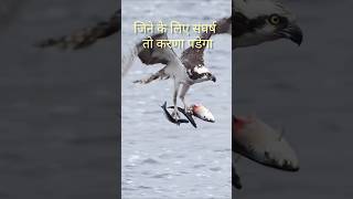 Bird fishing 😱  fishingvideo fish fishing bird nature eaglefishing shorts yt shortsfeed [upl. by Sharai]