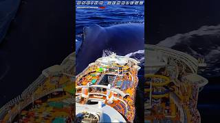 Cruise ship passes giant whale [upl. by Beera]