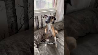 the skinny on the long part 1 dogtok borzoi silkenwindhound dogs about shorts ytpets [upl. by Yhpos]