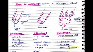 Microcirculation Part 1  Capillaries structure types amp Vasomotion [upl. by Fredelia45]