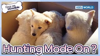 Hunting Mode On Dogs are incredible  EP1982  KBS WORLD TV 231219 [upl. by Beauregard]