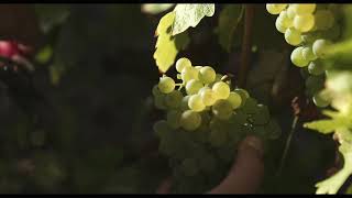 Domaine Villebois  Film 2020  ANG [upl. by Aneele]