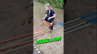 Training Belgian Malinois belgianmalinois pets dogtraining puppy belgianmalinios workingdog [upl. by Enelrak]